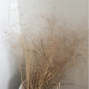 young praying mantises on dried switchgrass